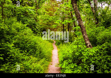 Sentier étroit à travers une forêt luxuriante au parc d'état de Codorus, Pennsylvanie. Banque D'Images