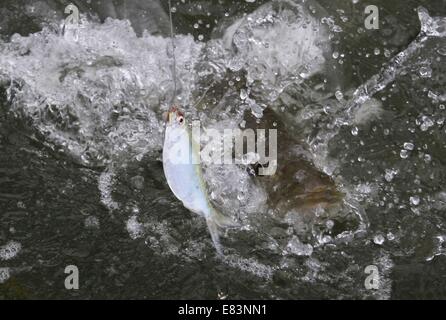 Juillet 03, 2006 - Pas, FL, USA - Légende : un gros snook plante un baitfish mais arrive un peu court. (Crédit Image : © St. Petersburg Times/Zuma sur le fil) Banque D'Images