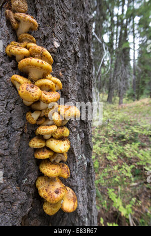 Pholiota aurivella champignons poussant sur le tronc d'un arbre mort dans les montagnes de l'Oregon Wallowa. Banque D'Images