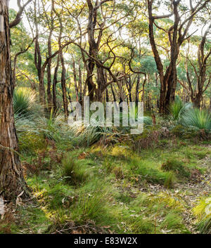 Paysage australien de la forêt dans le sud de l'Australie's Deep Creek Conservation Park Banque D'Images