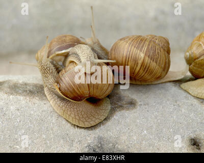 Les escargots de ramper sur pierre dans le jardin Banque D'Images