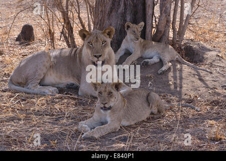 Lion (Panthera leo) dans l'ombre d'un arbre, Nsefu privé, le parc national de South Luangwa, en Zambie Banque D'Images