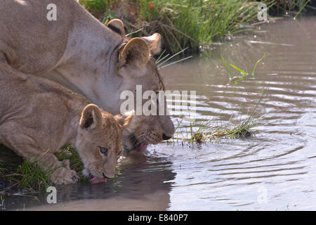 Lion (Panthera leo) d'alcool, les jeunes avec la mère, Nsefu privé, le parc national de South Luangwa, en Zambie Banque D'Images