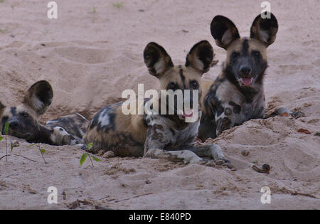 Lycaons (Lycaon pictus), le parc national de South Luangwa, en Zambie Banque D'Images