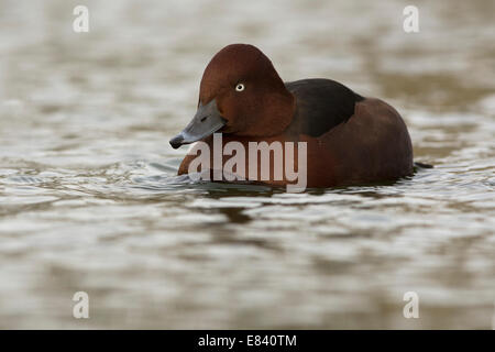 Ou nyroca Fuligule nyroca (Aythya nyroca), Texel, Hollande du Nord, Pays-Bas Banque D'Images