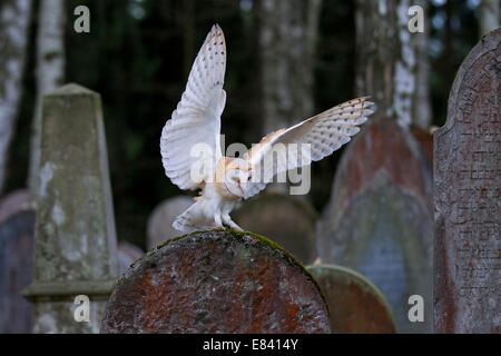 Effraie des clochers (Tyto alba) atterrissage sur une pierre tombale, République Tchèque Banque D'Images