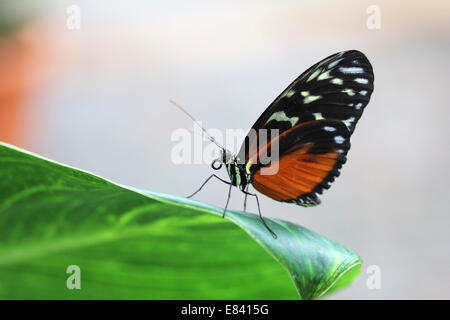 (Heliconius hecale Hecale Longwing zuleika) sur une feuille, butterfly house, Mainau, Bade-Wurtemberg, Allemagne Banque D'Images