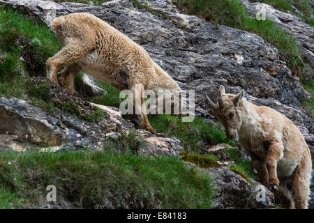 Deux femmes, des bouquetins des Alpes (Capra ibex), Grisons, Suisse Banque D'Images