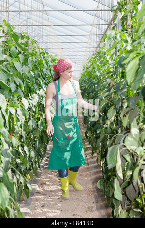 Jeune femme contrôle de paprika plantes dans une serre, Bade-Wurtemberg, Allemagne Banque D'Images