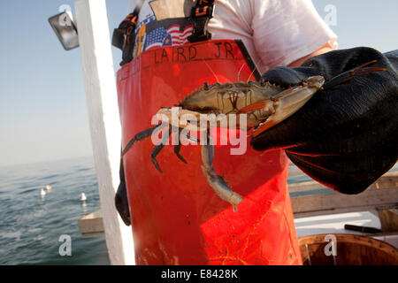 Fisherman holding crabe frais à bord du bateau de pêche, cropped portrait baie de Chesapeake, au Maryland, USA Banque D'Images