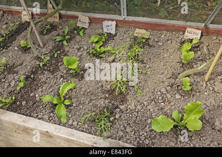Salade de jeunes plantes dans une serre Banque D'Images