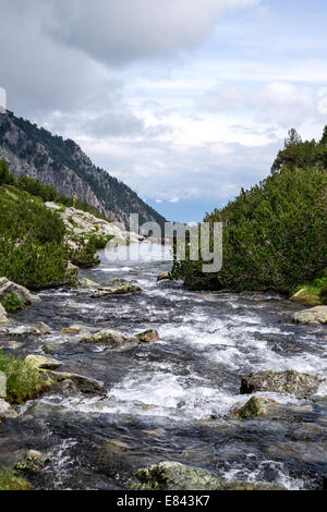 Un ruisseau dans Parc national de Pirin, Pirin, Bulgarie Banque D'Images