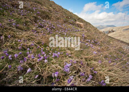 Masses de Crocus Crocus minimus sauvages, à haute altitude dans les montagnes de Gennargentu de Sardaigne, Italie. Banque D'Images