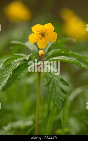 Anemone ranunculoides, jaune en fleur au début du printemps, Pyrénées, France. Banque D'Images