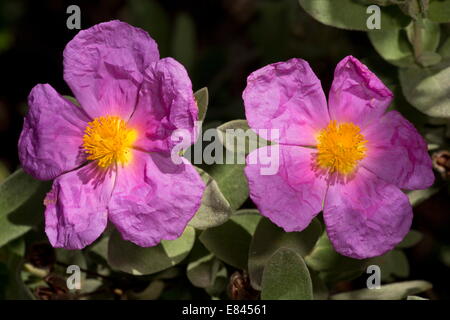 Gray-leaved Cistus Cistus albidus en fleurs, au sud-ouest de la France. Banque D'Images