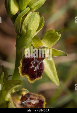 L'un des groupe de l'Orchidée araignée, Ophrys virescens, Corbières, Sud Ouest de la France. Banque D'Images