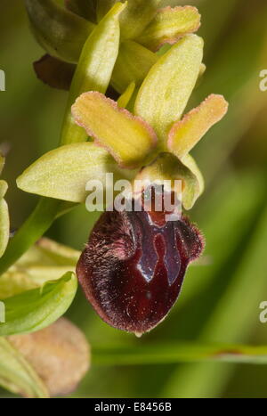 L'un des groupe de l'Orchidée araignée, Ophrys virescens, Corbières, Sud Ouest de la France. Banque D'Images