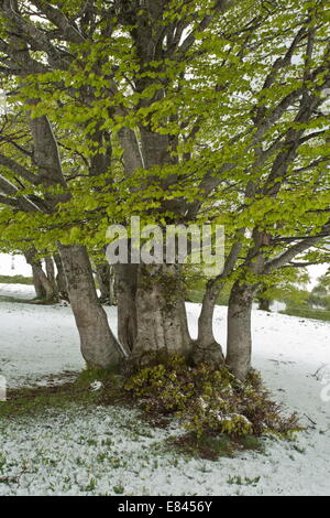 Vieux hêtre taillis dans Parc national Monti Sibillini, Italie. Banque D'Images