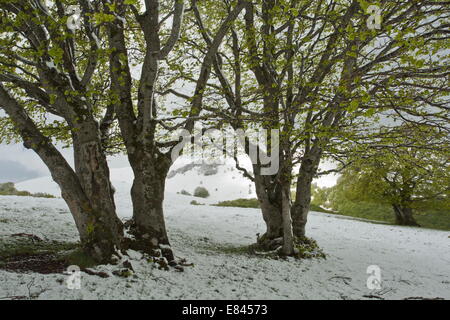 Vieux hêtres taillis dans Parc national Monti Sibillini, Italie. Banque D'Images