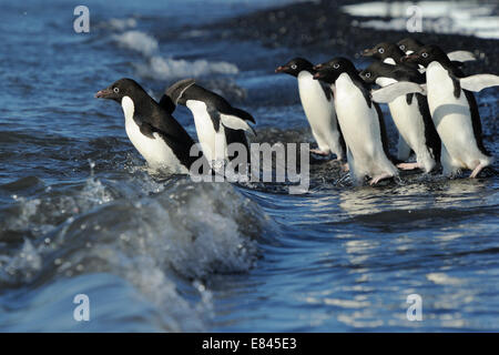 Groupe de manchots (Pygoscelis adeliae) entrer dans la mer, Le Cap Adare, Antarctique. Banque D'Images