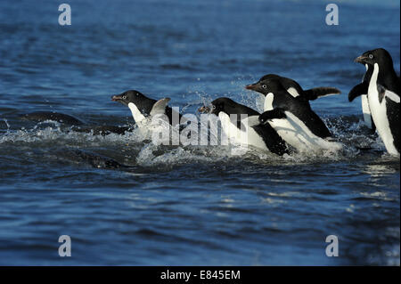 Groupe de manchots (Pygoscelis adeliae) entrer dans la mer, Le Cap Adare, Antarctique. Banque D'Images