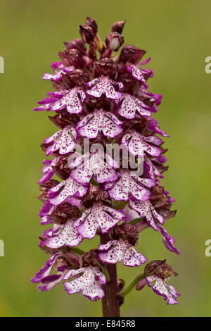 Orchidée pourpre, Orchis purpurea en fleur, en Italie.