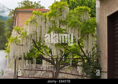 Une petite arbre de Wisteria sinensis Alba, en Italie centrale. Banque D'Images