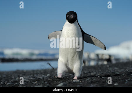 Manchot Adélie (Pygoscelis adeliae) walking on Beach, Cape Adare, mer de Ross, Antarctique. Banque D'Images