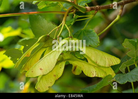 Des clés ou des fruits de sycomore, Acer pseudoplatanus. Le vent. Devon. Banque D'Images