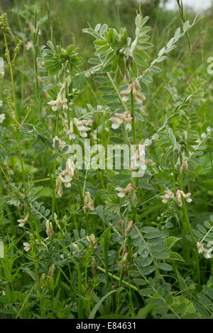 La vesce de Hongrie, Vicia pannonica ssp. pannonica ; cultures fourragères et plantes sauvages. Roumanie Banque D'Images