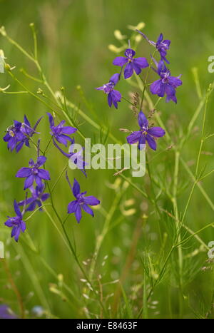 Forking Larkspur, Consolida regalis ; lutte contre les mauvaises herbes annuelles de blé. Roumanie Banque D'Images