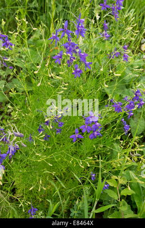 Forking Larkspur, Consolida regalis ; lutte contre les mauvaises herbes annuelles de blé. Roumanie Banque D'Images