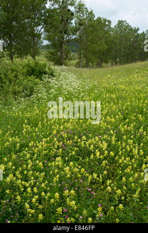 Masse de Hochet Hochet jaune / Hay - principalement Rhinanthus rumelicus - dans les prés, avec la ligne des peupliers, près de Viscri, Transylvanie, Banque D'Images