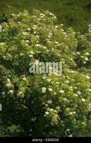 Bush aîné, Sambucus nigra en fleur au milieu de l'été. Banque D'Images