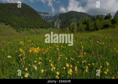 Prairie fleurie avec l'insuffisance rénale et la vesce balai ailé dans le parc national de Piatra Craiului, Carpates, Roumanie Banque D'Images