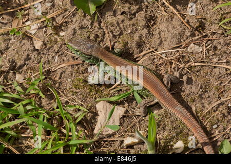 Le sable, lézard Lacerta agilis, mâle de couleur vive dans la saison de reproduction. Banque D'Images