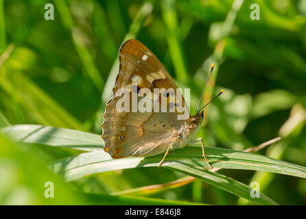 Lesser Purple Emperor, Apatura ilia - réglé homme, Roumanie Banque D'Images