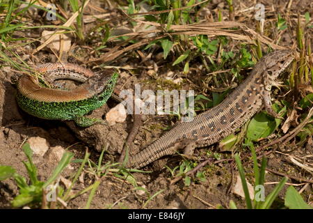 Les lézards de sable, Lacerta agilis, hommes et femmes, la cour en saison de reproduction. Banque D'Images