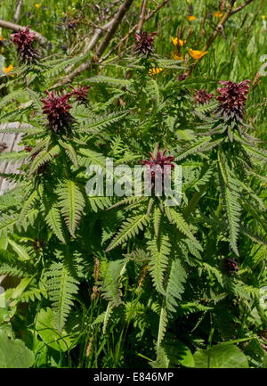 Furbish Beakless, Pedicularis recutita en fleur ; Dolomites, Italie Banque D'Images