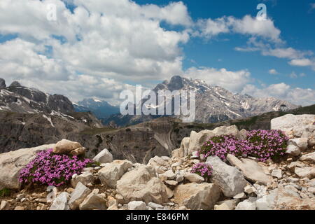 Silene acaulis Silène acaule,, sur les Dolomites, Italie Banque D'Images