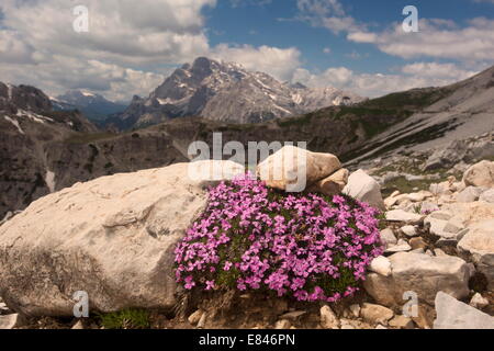 Silene acaulis Silène acaule,, sur les Dolomites, Italie Banque D'Images