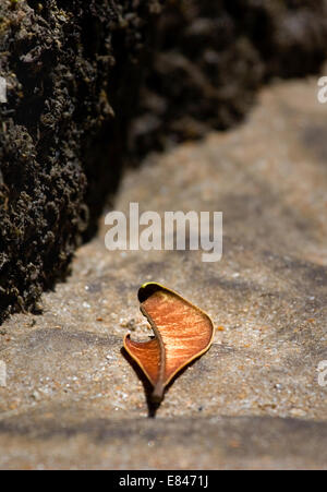 Feuille morte sur la plage Banque D'Images