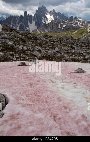 La neige ou neige rouge pastèque, causée par l'algue Chlamydomonas nivalis, flagellé sur les Dolomites, Italie Banque D'Images