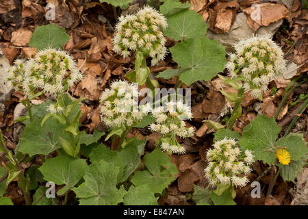 Pétasite blanc Petasites albus, en fleurs au début du printemps. Montagnes du Vercors. Banque D'Images