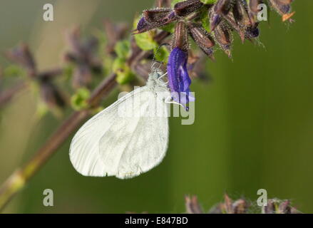 Bois Blanc, femelle Leptidea sinapis ; génération du printemps sur Clary fleur. Banque D'Images