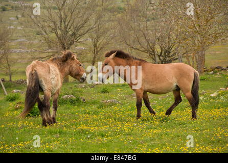 Le cheval de Przewalski, cheval de Przewalski dans un troupeau sauvage, a présenté, à Le Villaret, Cévennes, France. Banque D'Images