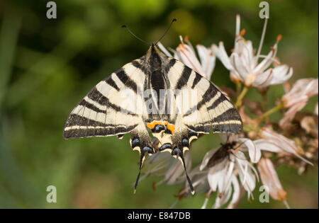 Swallowtail Iphiclides podalirius rares, Papillon Blanc, visiter asphodèle. La France. Banque D'Images