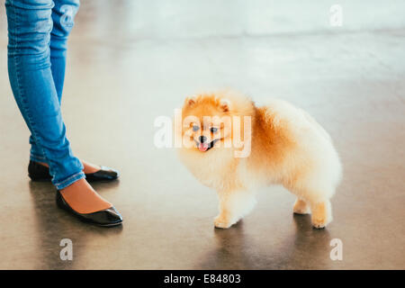 Spitz Chiot Pomeranian Dog d'un séjour près de propriétaire Banque D'Images