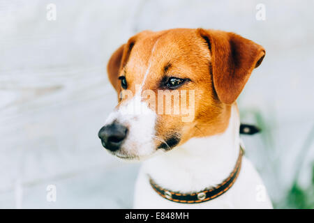 Le blanc et le Brun chien Jack Russell Terrier sur fond en bois à l'extérieur. Tonique Instant Photo Banque D'Images