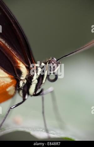 Portrait du chef d'un postier papillon. Banque D'Images